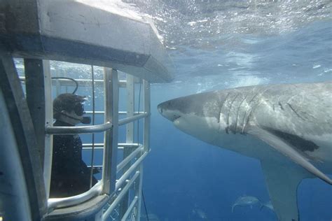 White Shark Tour With Optional Cage Dive From Port Lincoln Compare