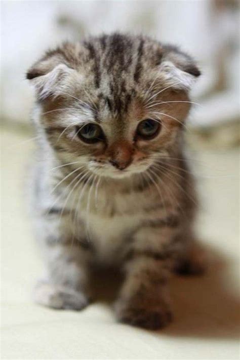 Cute Little Scottish Fold Kitten Sitting Cute Baby