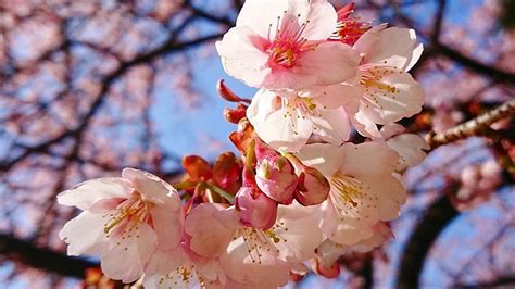 Bunga sakura biasanya mekar pada. Kepo soal Ciri dan Fakta Menarik Bunga Sakura? Mampir Sini ...