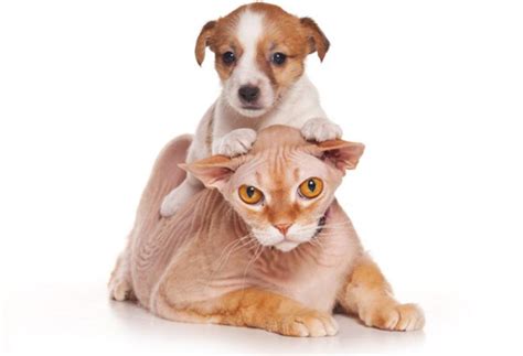 Has been added to your cart. Top Three Dog-Like Cat Breeds | PetMD