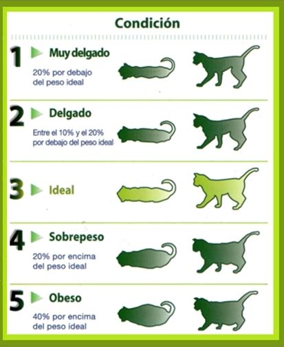 Cómo Saber Si Mi Gato Está Gordo Porque Tiene Sobrepeso Cosas De Gatos