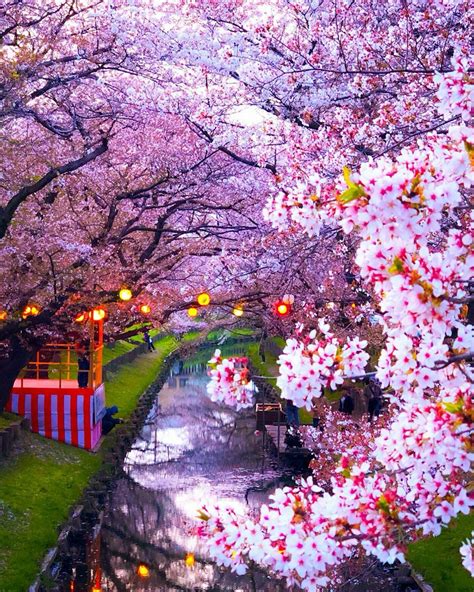 Cherry Blossoms Japan Tree Photography Cherry Blossom Japan