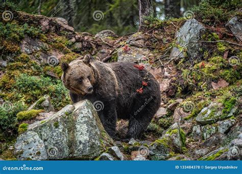 Brown Bear On A Rocks In The Autumn Forest Stock Photo Image Of