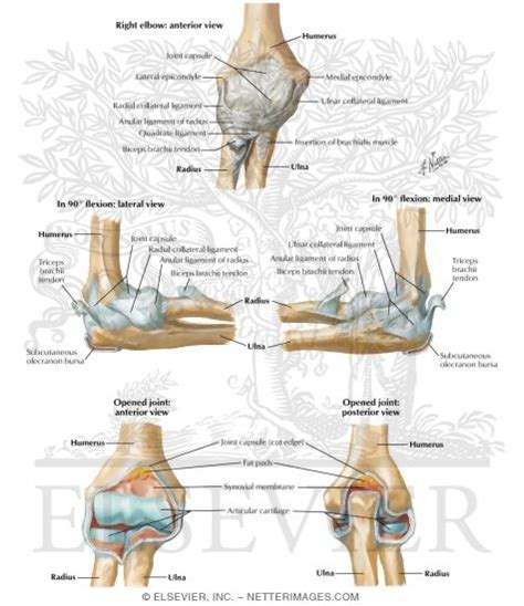 Ligaments Of Elbow Ligaments Of The Right Elbow Joint