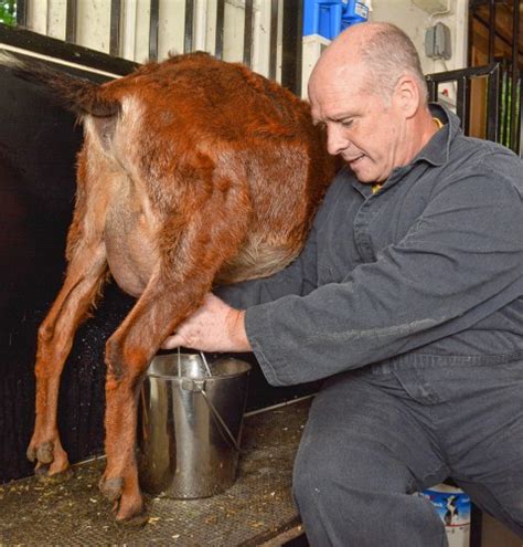 Easthampton Goat Farm Produces Milk Used In Soap