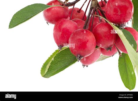 Siberian Crab Apple Malus Baccata Isolated On White Stock Photo Alamy