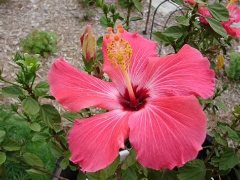 Maybe you would like to learn more about one of these? Pink Tropical Flowers wallpaper | 2048x1536 | #23401