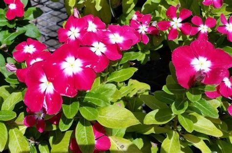 It can be invasive in certain areas; Annual Vinca for Flower Gardens and Containers | Flower ...