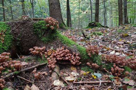 Wild Mushrooms Grow On The Stump Stock Photo Image Of Beautiful