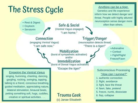 The Stress Cycle Richard Bamford Therapy