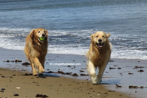 Dog Beach Rules for NH and Maine – Living with a Golden