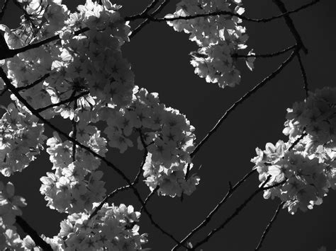 New Black And White Cherry Blossom Wallpaper - positive quotes