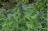 Pictures of Growing Marijuana Com Outdoors