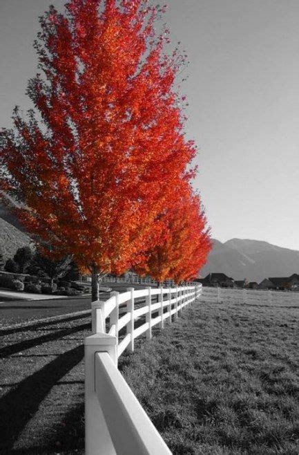 58 Trendy Black And White Nature Photography Color Splash Autumn