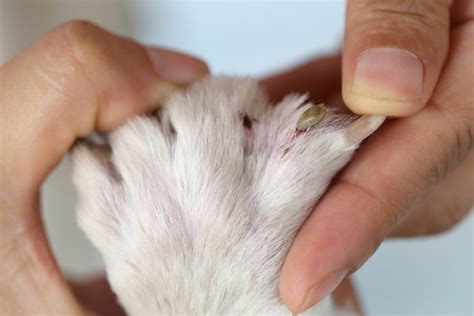 Kleszcz u psa objawy choroby jak wyciągnąć profilaktyka Wetopedia