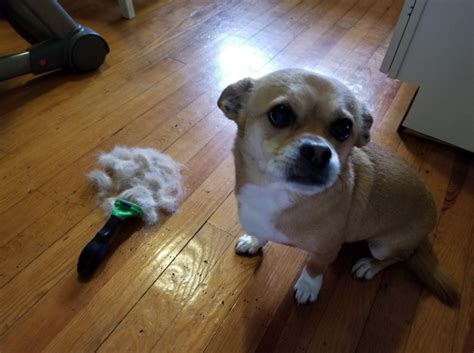 Two granny get pounded hard. If You Have Pet Hair Everywhere, Then You Need To Try This ...