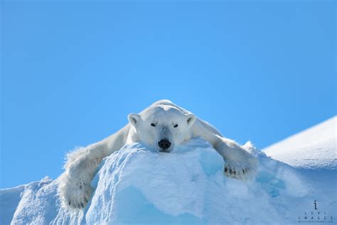 Polar Bear Ursus Maritimus Lounging On The Edge Of An Iceberg Baffin