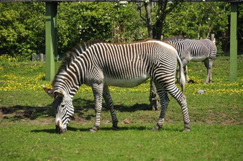 Chester Zoo 213 Grevys Zebra Richard Southwell Flickr