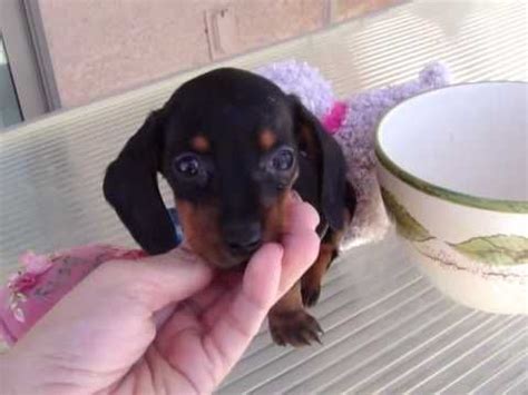 From them, daily grooming and proper nutrition are the two most important things to keep in mind. Pin by Bob Mills on Puppies! | Daschund puppies, Dachshund puppies, Dachshund