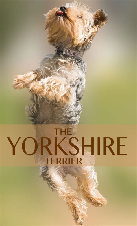 Yorkie A Complete Guide To The Yorkshire Terrier Dog Breed Artofit