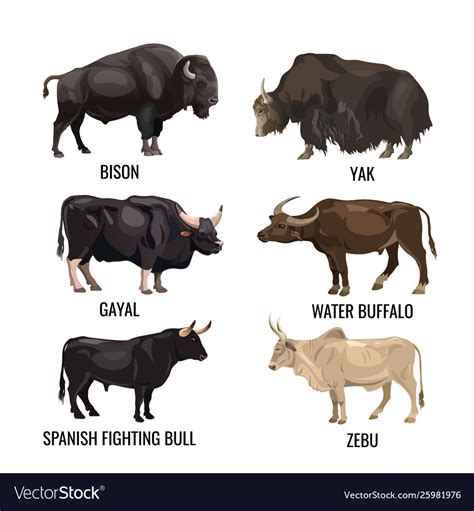 They basically are male cows with a major difference between them. Difference Between Cow Bull Buffalo Ox - All About Cow Photos