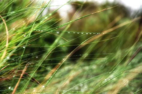 Free Download Hd Wallpaper Grass Macro Depth Of Field Dew Nature