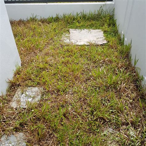 Potong rumput ledang | perkhidmatan potong rumput dan meracun di sekitar ledang. Cara meracun rumput Semudah A, B, C.....dengan hanya ...