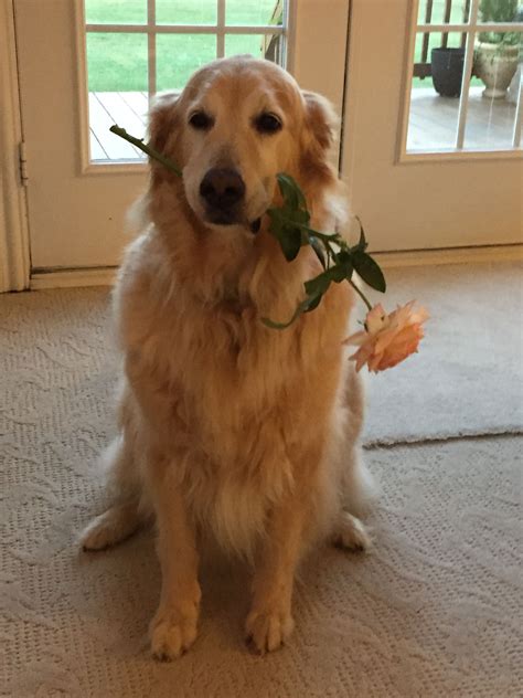 Lab Puppies For Sale In Vancouver Bc