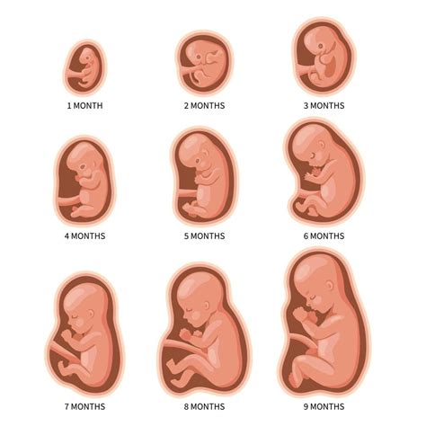 Embryo In The Womb Set Development And Growth Of The Fetus At