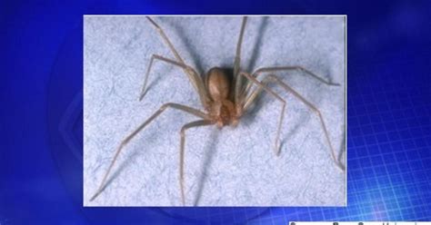 Venomous Spiders Close Pennsylvania Elementary School Cbs News