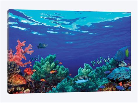 Underwater Coral Reef Community By Panoramic Images 1 Piece Canvas Art