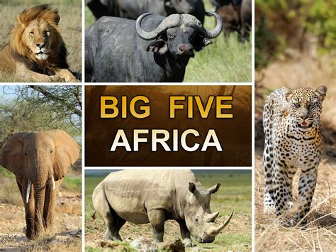Big Five The Big Five Safari Hvad Er The Big Five