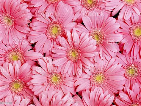 20 free flower png for free download on ya webdesign. Background Of Flower Stock Photo - Download Image Now - iStock