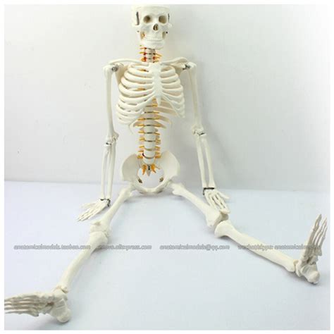 Cmam12365 85 Skeleton Spinal Nerve Medical Full Skeleton Anatomical