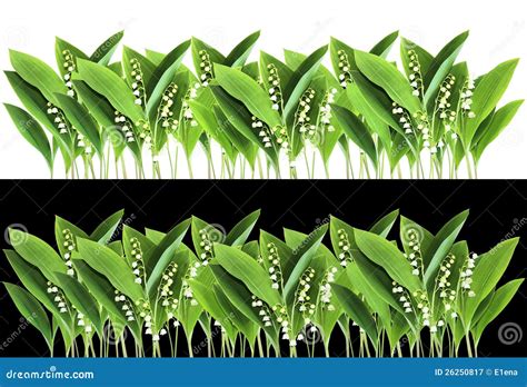 Lily Of The Valley Border Stock Image Image Of Season 26250817