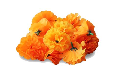 Marigold Flower Png Pic Png All