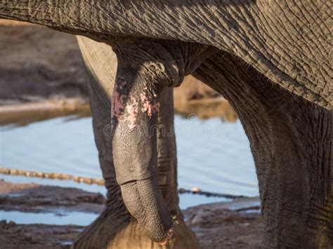 Grande Pênis Ereto Do Elefante Africano Com Waterhole No Fundo