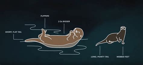 The sea otter classic is the world's premier cycling festival. Hinterland Who's Who - Sea Otter