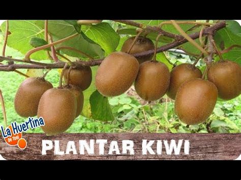 10 Planta De Kiwi BetheaEilishia