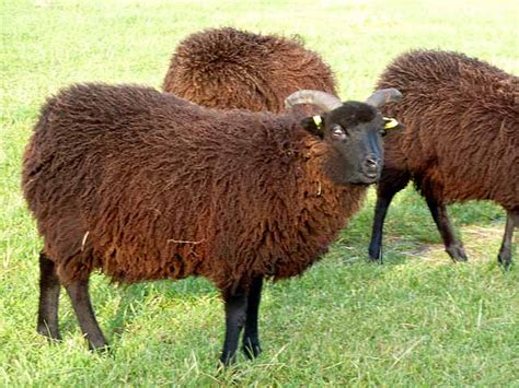 Hebridean Sheep At Fontburn Rare Breeds © Joan Sykes Cc By Sa20