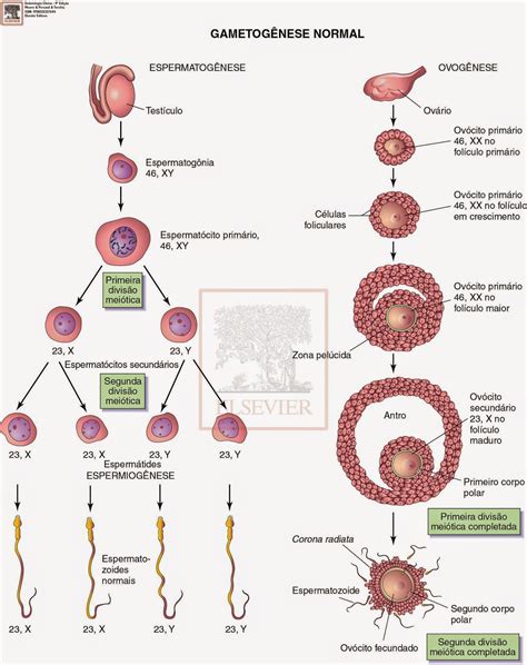 Laboratório Virtual De Embriologia 02 Gametogênese Espermatogênese E