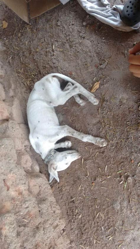 Terrible matanza de perros en una fundación de Córdoba Argentina
