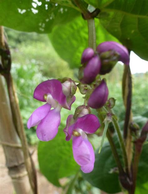 The Enchanted Tree Purple Pole Beans My Favorite Snap Bean Variety
