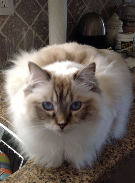 The total cost includes i bought snuggler a choc lynx torbie bicolor show cat in dec 2005, she was $1500.00, beautiful and healthy but did not enjoy showing. Buy Ragdoll Kittens Sydney