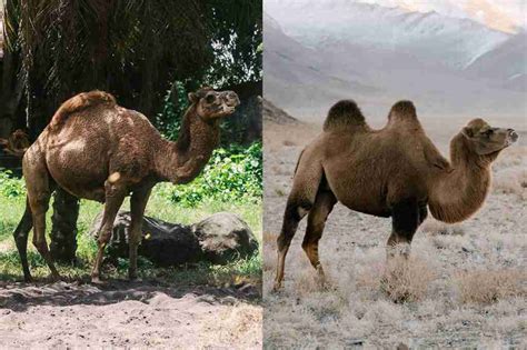Diferencia Entre Camello Y Dromedario Características Joroba Hábitat