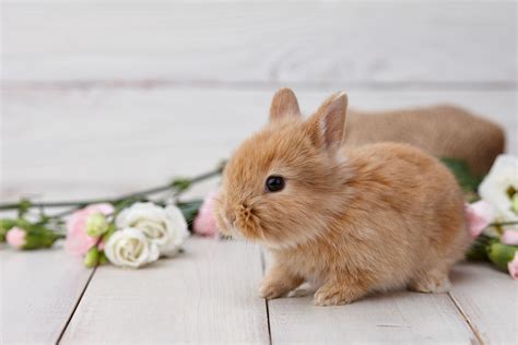 Bunny With Spring Flowers On White Planks Cute Bunny Bunny Rabbit