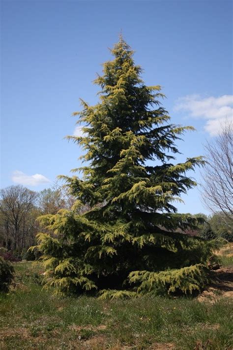 Evergreen Trees Hickory Hollow Nursery And Garden Center Conifer