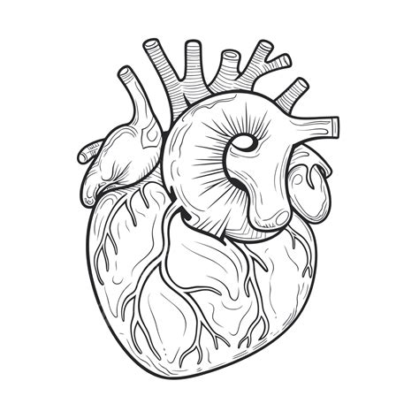 Detailed Drawing Of The Human Heart Outline Sketch Vector Heart