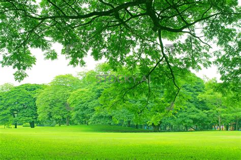 Image Of Background With Green Trees In Park Stocky 1