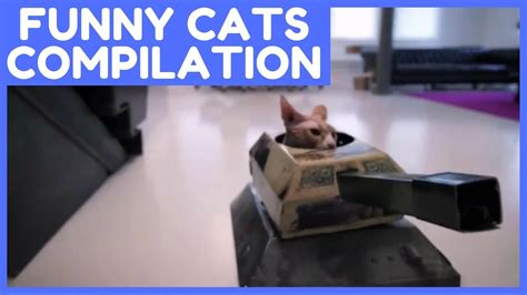 Funny Cats Compilation 2018 ☺ Youtube